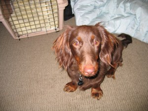 Willis At Home